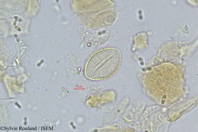 Vonitra thouarsiana - lame n° 339