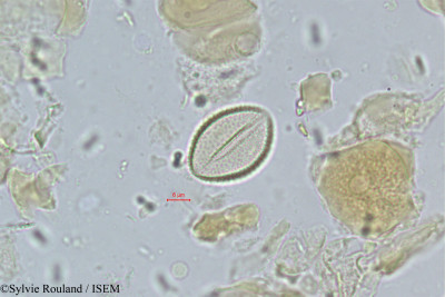 Vonitra thouarsiana - lame n° 339