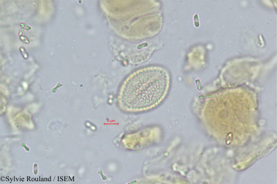 Vonitra thouarsiana - lame n° 339