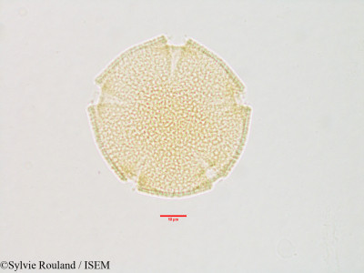 Sylvie.Rouland/Waltheria_indica_3141/Waltheria_indica_3141_0001(copy)_thumb.jpg