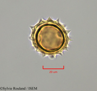Sylvie.Rouland/Wedelia_trilobata_47281/Wedelia_trilobata_47281_0001(copy)_thumb.jpg