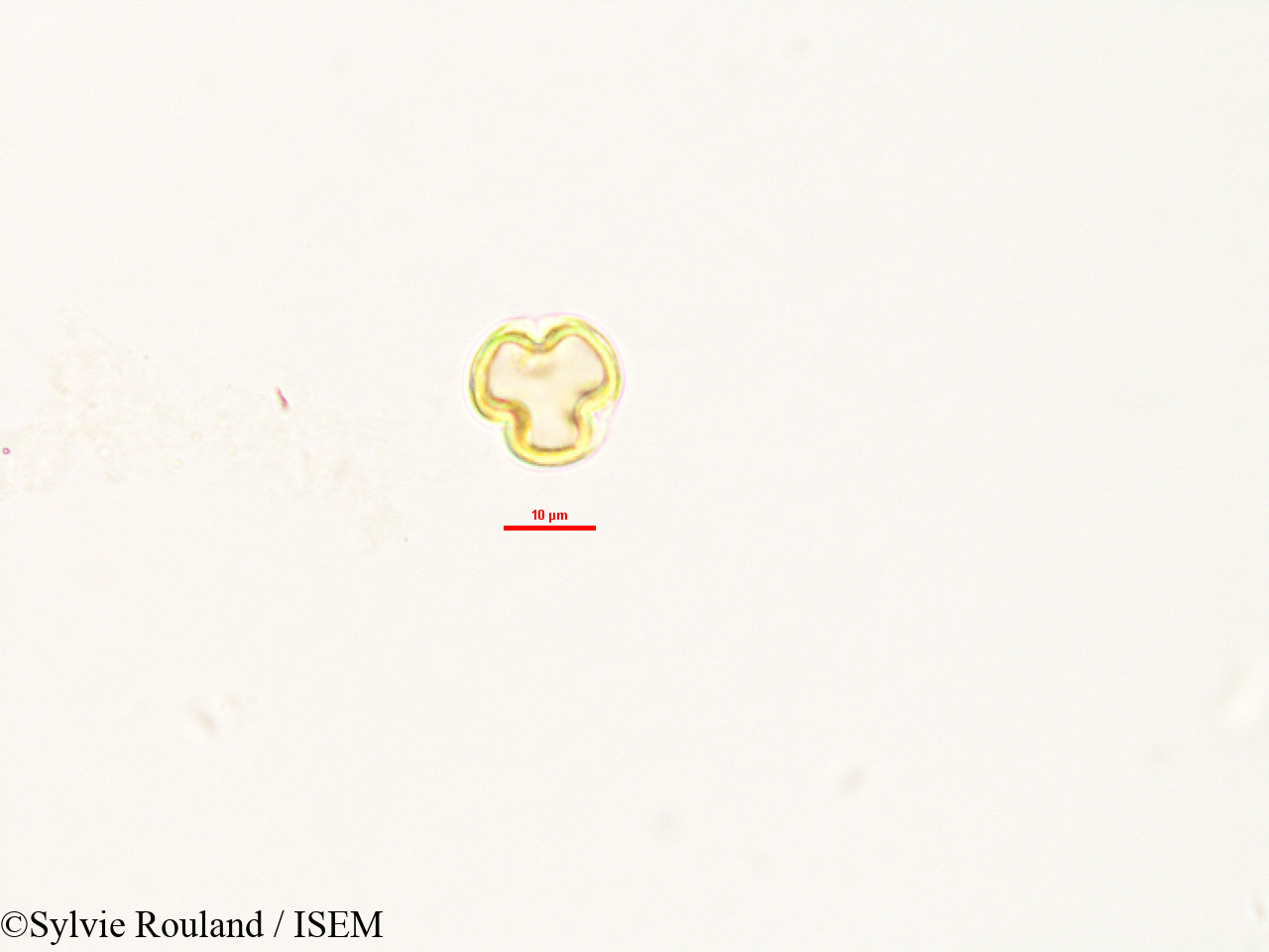 Sylvie.Rouland/Weihea_lanceolata_2992/Weihea_lanceolata_2992_0001(copy).jpg