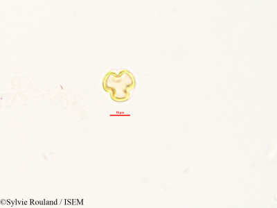 Sylvie.Rouland/Weihea_lanceolata_2992/Weihea_lanceolata_2992_0001(copy)_thumb.jpg