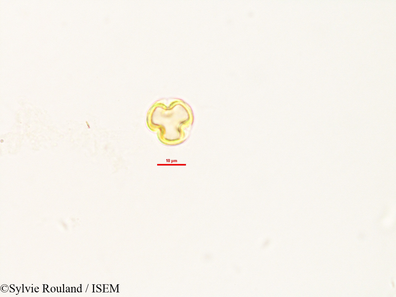 Sylvie.Rouland/Weihea_lanceolata_2992/Weihea_lanceolata_2992_0002(copy).jpg