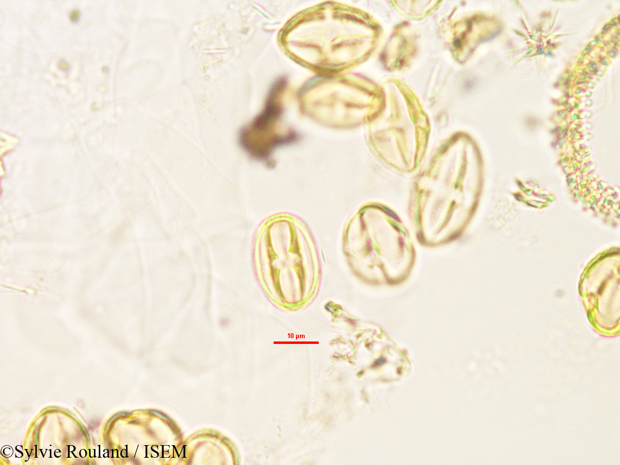 Sylvie.Rouland/Weihea_lanceolata_2992/Weihea_lanceolata_2992_0003(copy).jpg