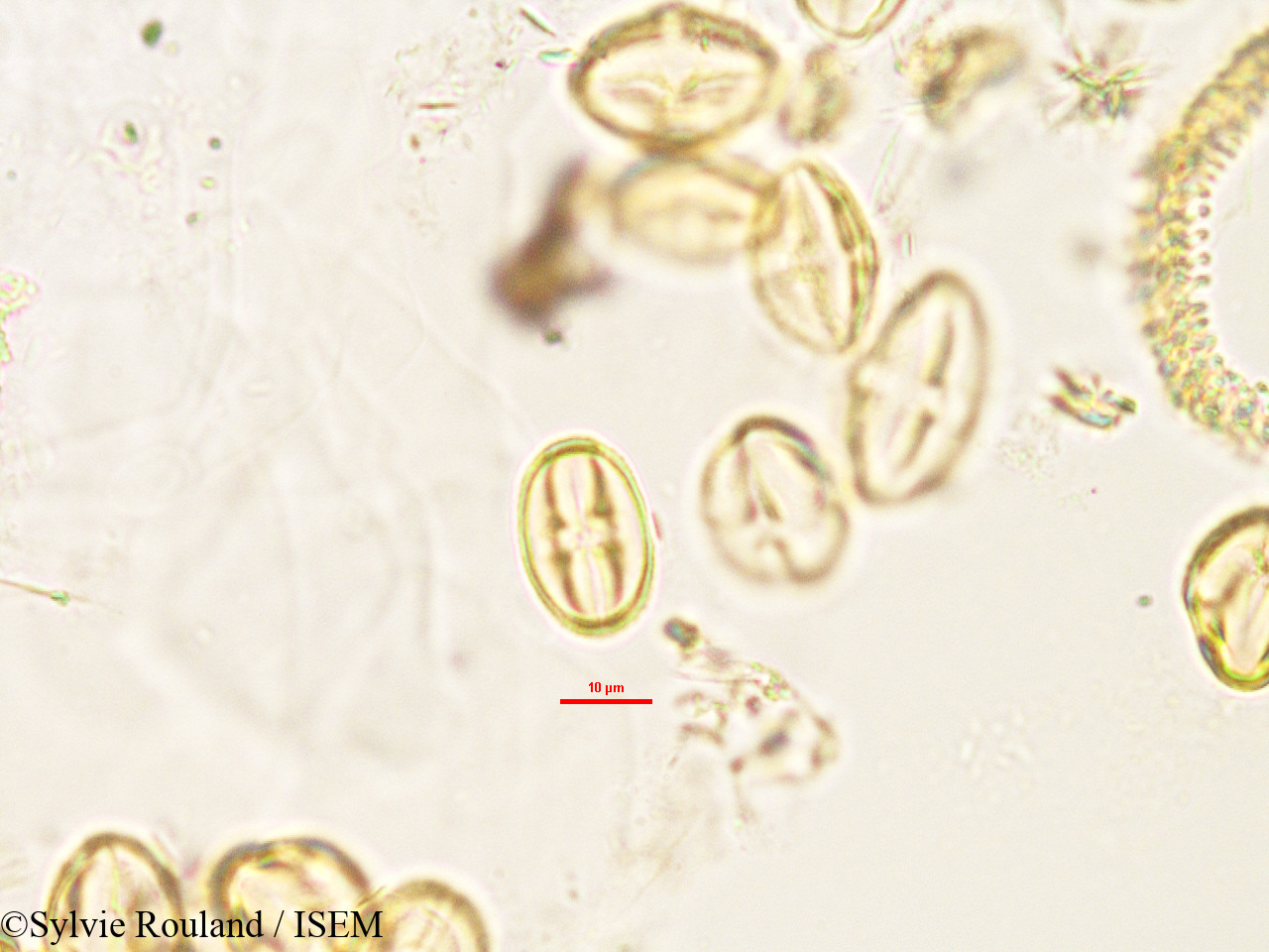 Sylvie.Rouland/Weihea_lanceolata_2992/Weihea_lanceolata_2992_0004(copy).jpg