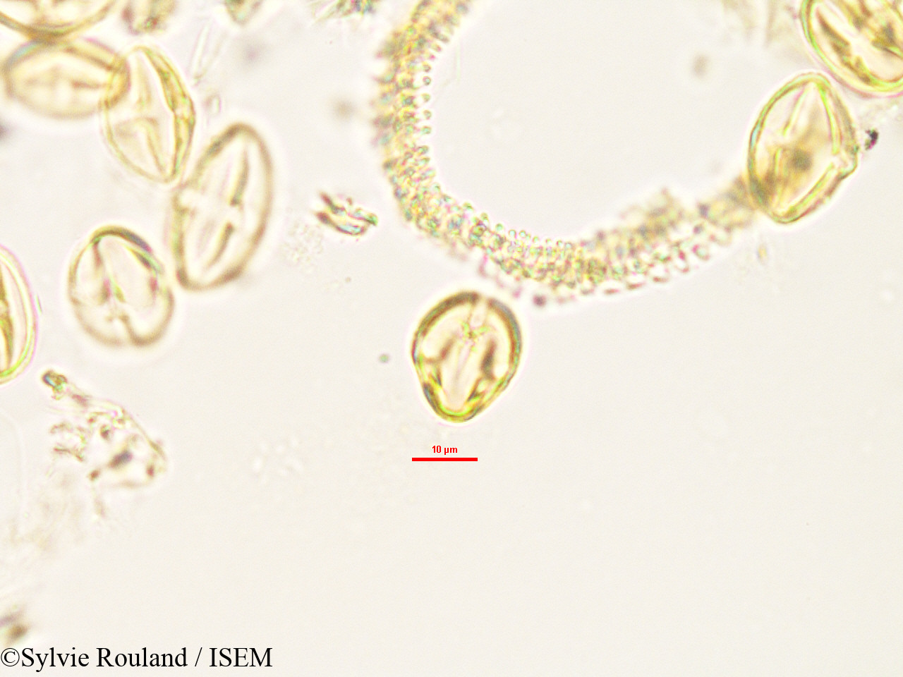 Sylvie.Rouland/Weihea_lanceolata_2992/Weihea_lanceolata_2992_0007(copy).jpg