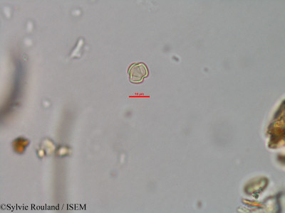 Weinmannia rutenbergii - lame n° 41494