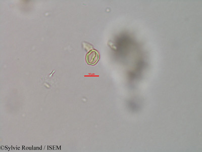 Weinmannia rutenbergii - lame n° 41494