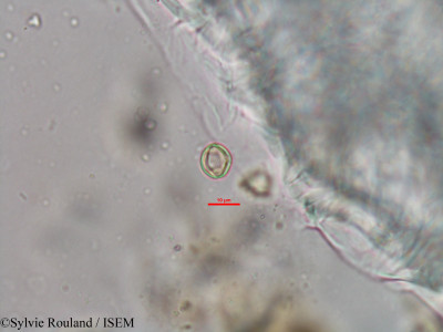 Weinmannia rutenbergii - lame n° 41494