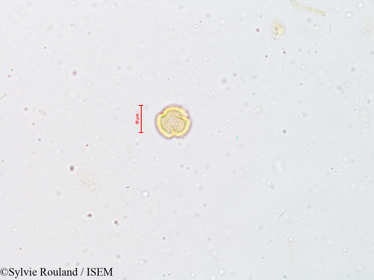 Sylvie.Rouland/Wendlandia_exserta_4930/Wendlandia_exserta_4930_0002(copy).jpg