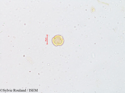 Wendlandia exserta - lame n° 4930