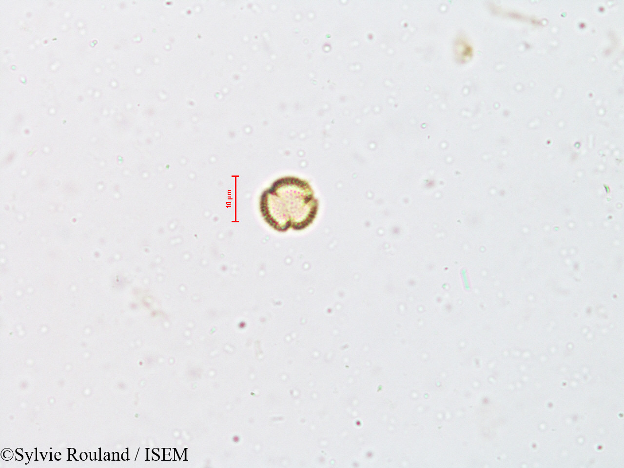 Sylvie.Rouland/Wendlandia_exserta_4930/Wendlandia_exserta_4930_0003(copy).jpg