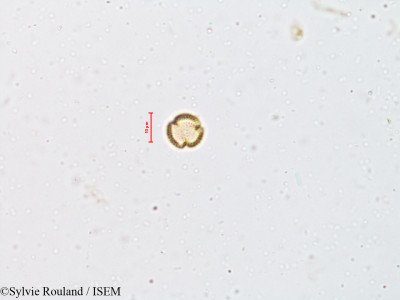 Wendlandia exserta - lame n° 4930