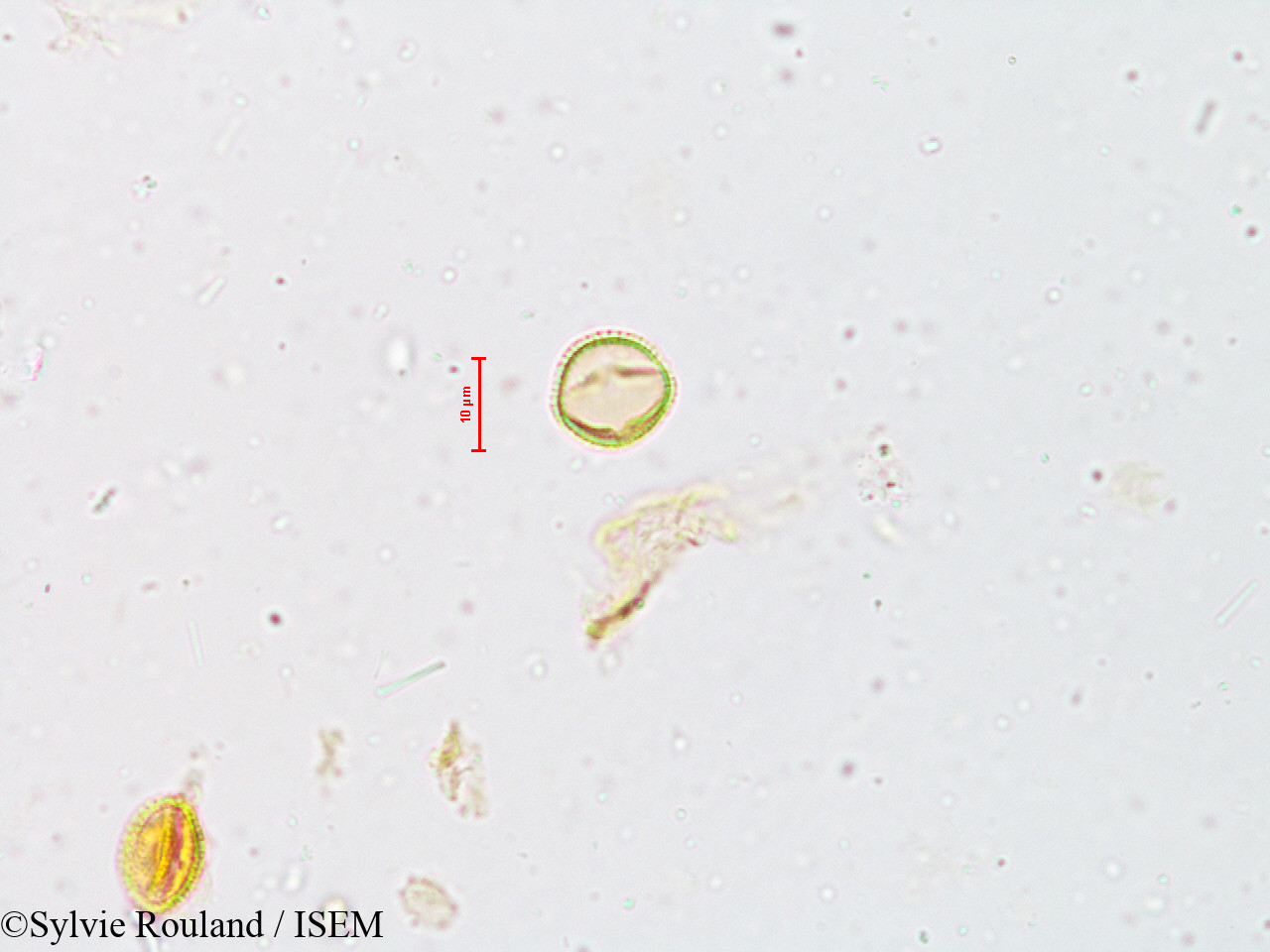 Sylvie.Rouland/Wendlandia_exserta_4930/Wendlandia_exserta_4930_0004(copy).jpg