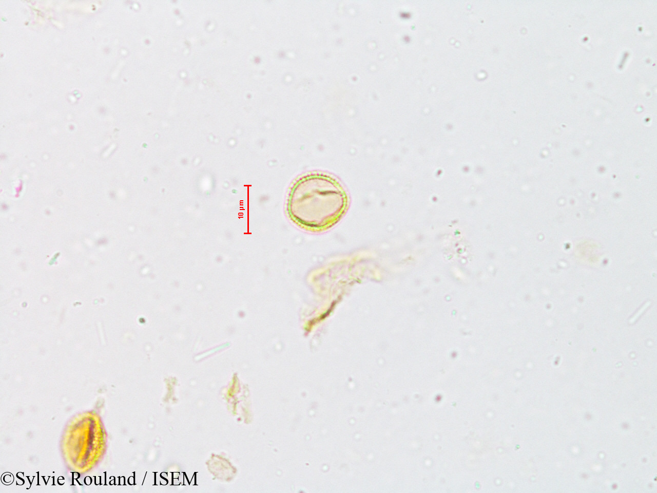 Sylvie.Rouland/Wendlandia_exserta_4930/Wendlandia_exserta_4930_0005(copy).jpg