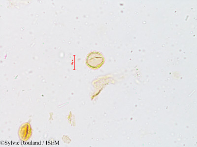 Wendlandia exserta - lame n° 4930