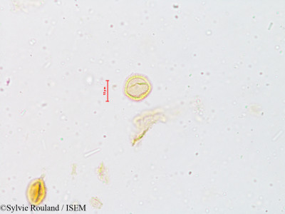 Wendlandia exserta - lame n° 4930