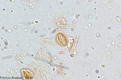 Sylvie.Rouland/Wendlandia_tinctoria_5139/Wendlandia_tinctoria_5139_0001(copy)_thumb.jpg