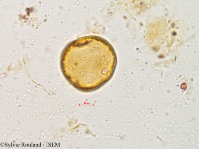 Sylvie.Rouland/Wrightia_tinctoria_4940/Wrightia_tinctoria_4940_0001(copy)_thumb.jpg