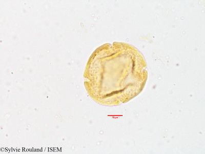 Sylvie.Rouland/Wrightia_tomentosa_3834/Wrightia_tomentosa_3834_0001(copy)_thumb.jpg