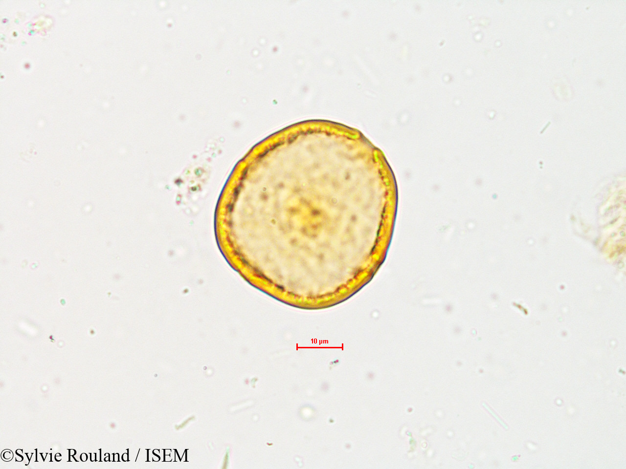 Sylvie.Rouland/Wrightia_zeylanica_4901/Wrightia_zeylanica_4901_0001(copy).jpg