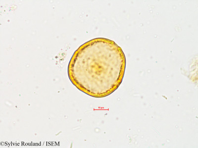 Sylvie.Rouland/Wrightia_zeylanica_4901/Wrightia_zeylanica_4901_0001(copy)_thumb.jpg