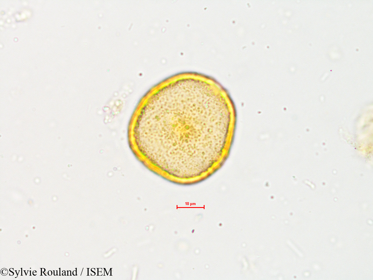 Sylvie.Rouland/Wrightia_zeylanica_4901/Wrightia_zeylanica_4901_0002(copy).jpg