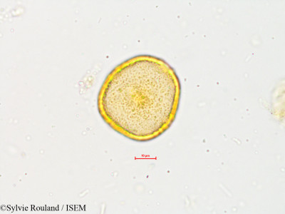 Wrightia zeylanica - lame n° 4901
