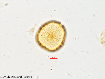 Wrightia zeylanica - lame n° 4901