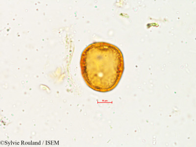 Wrightia zeylanica - lame n° 4901