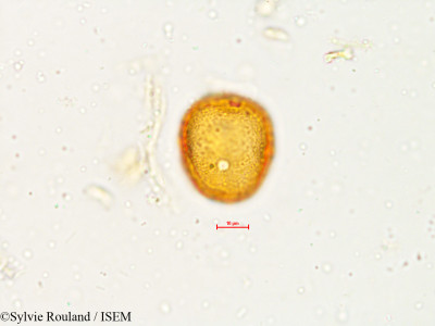 Wrightia zeylanica - lame n° 4901