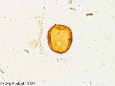 Wrightia zeylanica - lame n° 4901