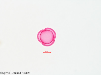 Sylvie.Rouland/Xanthium_commune_4479/Xanthium_commune_4479_0001(copy)_thumb.jpg