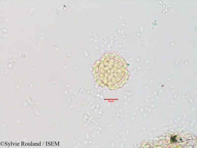 Sylvie.Rouland/Xanthium_spinosum_3557/Xanthium_spinosum_3557_0001(copy)_thumb.jpg