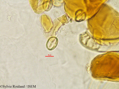 Xanthocercis madagascariensis - lame n° 2762