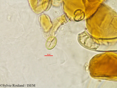 Xanthocercis madagascariensis - lame n° 2762