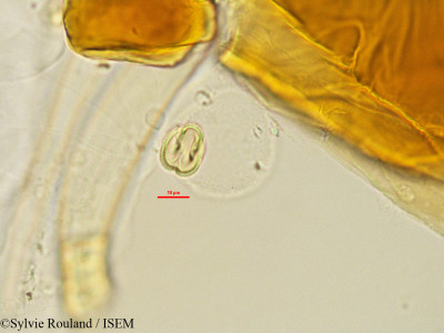 Xanthocercis madagascariensis - lame n° 2762