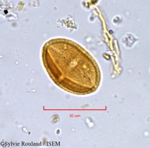 Sylvie.Rouland/Xanthosia_candida_905/Xanthosia_candida_905_0001(copy)_thumb.jpg