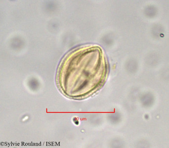 Sylvie.Rouland/Xanthosia_huegelii_901/Xanthosia_huegelii_901_0001(copy)_thumb.jpg