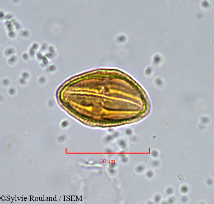Sylvie.Rouland/Xanthosia_montana_904/Xanthosia_montana_904_0001(copy).jpg