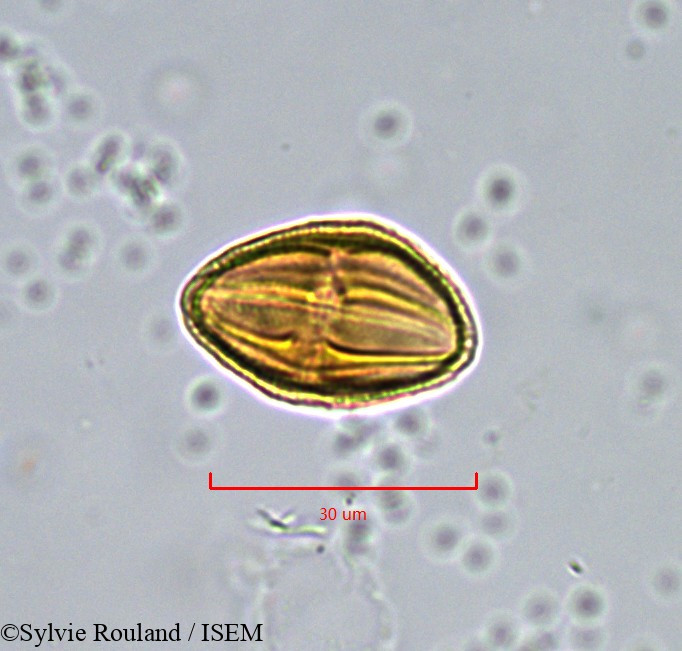 Sylvie.Rouland/Xanthosia_montana_904/Xanthosia_montana_904_0002(copy).jpg