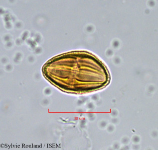 Xanthosia montana - lame n° 904