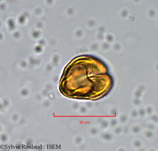 Xanthosia montana - lame n° 904