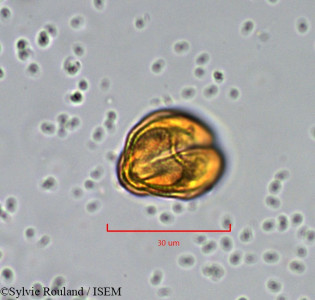 Xanthosia montana - lame n° 904