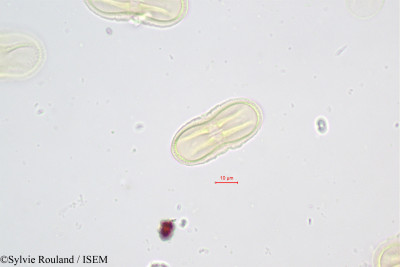 Sylvie.Rouland/Xatardia_scabra_444/Xatardia_scabra_444_0001(copy)_thumb.jpg