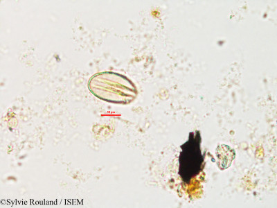 Xerophyta sessiliflora var. villosa - lame n° 2701