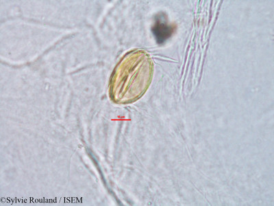 Sylvie.Rouland/Xerosicyos_decaryi_2851/Xerosicyos_decaryi_2851_0001(copy)_thumb.jpg