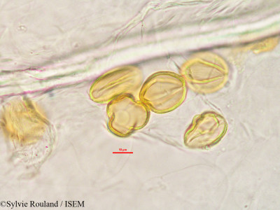 Sylvie.Rouland/Xerosicyos_perrieri_2850/Xerosicyos_perrieri_2850_0001(copy)_thumb.jpg