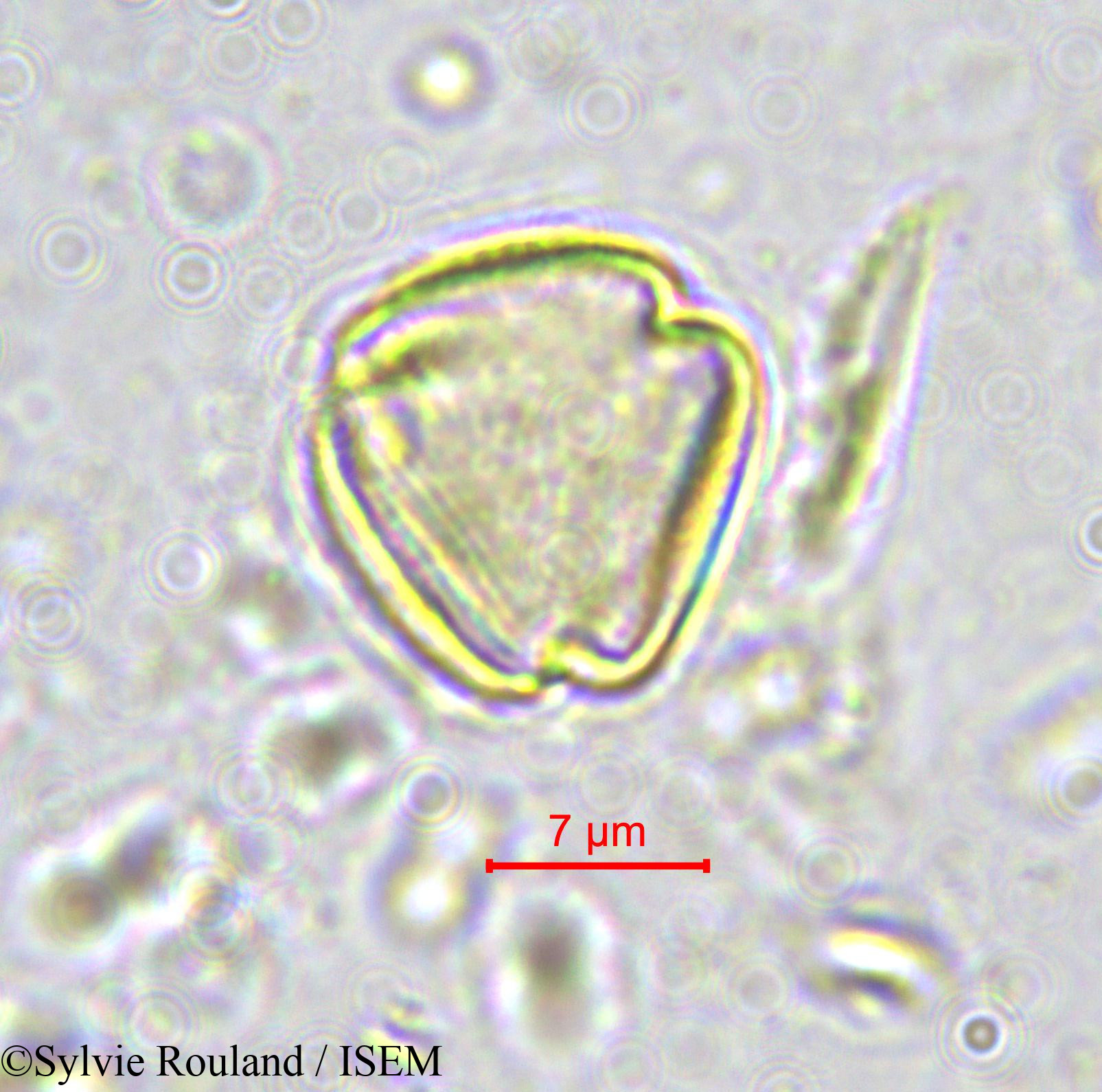 Sylvie.Rouland/Ximenia_americana_570/Ximenia_americana_570_0001(copy).jpg